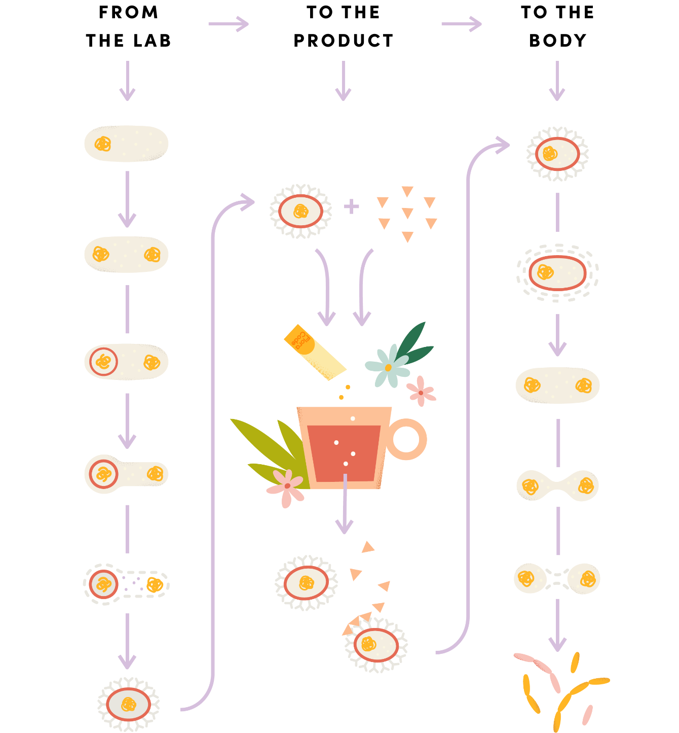 flow chart featuring the benefits of probiotics by Flora Code