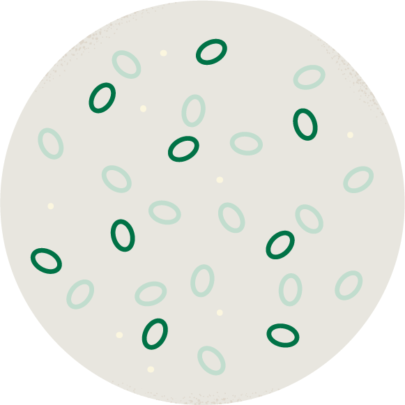illustration of Bacillus spores