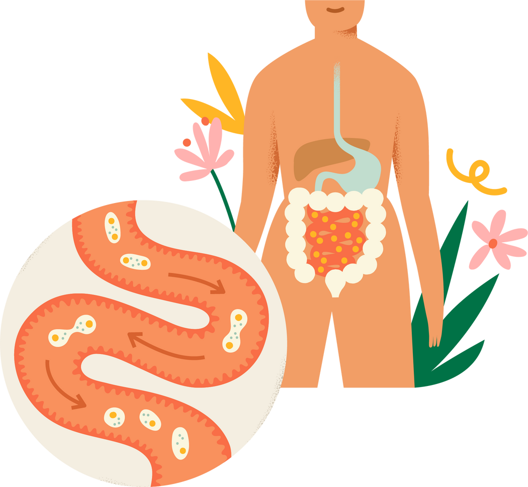 healthy digestive system illustration